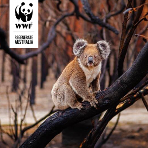 Digital Media Management & Programmatic In-Housing